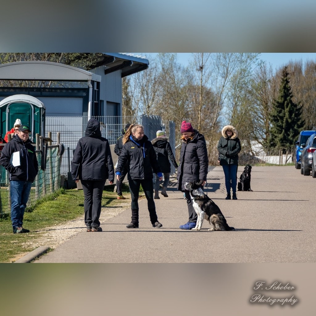 begleithundeprüfung 7