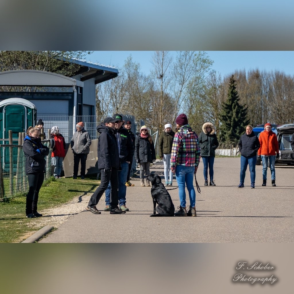 begleithundeprüfung 8
