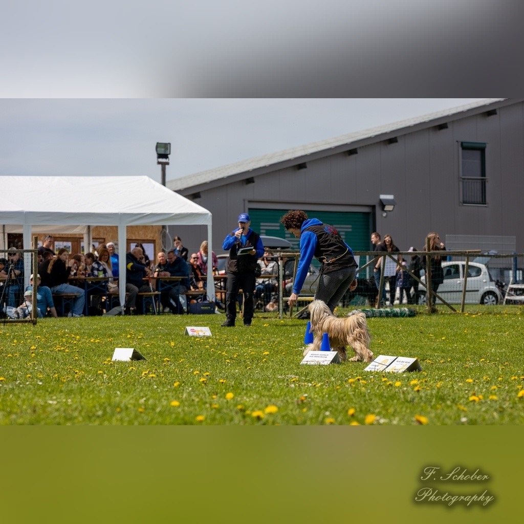 hundesporttag 10