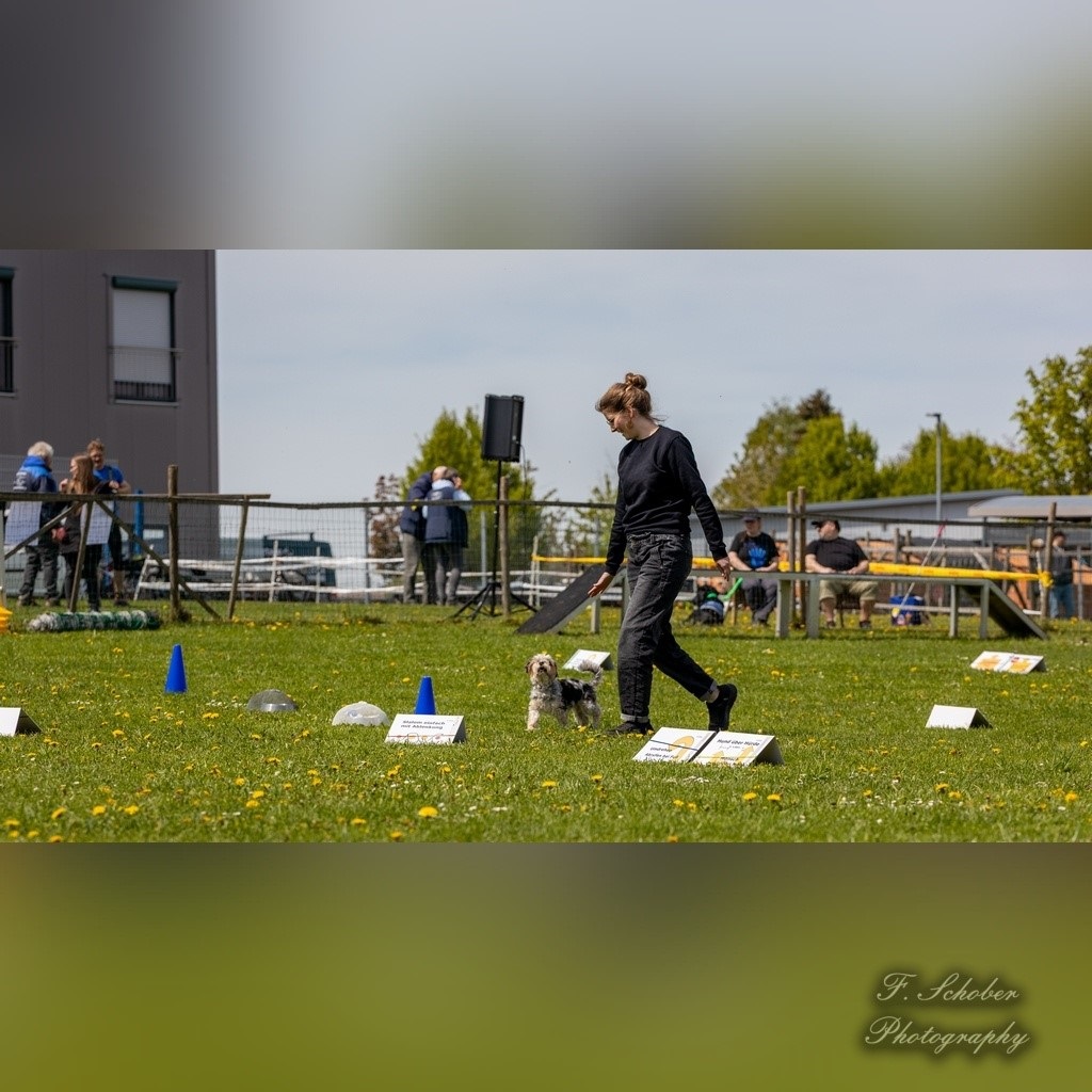 hundesporttag 11