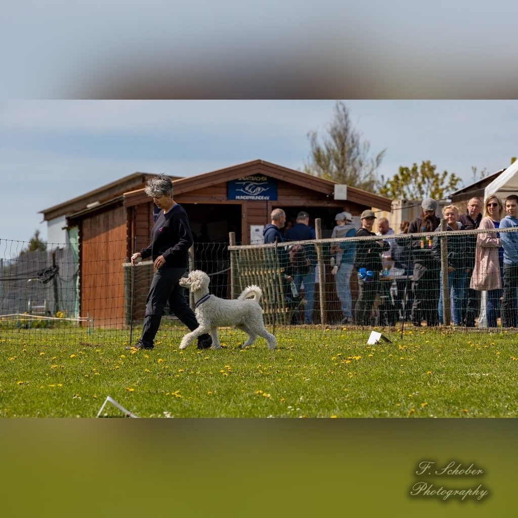 hundesporttag 12