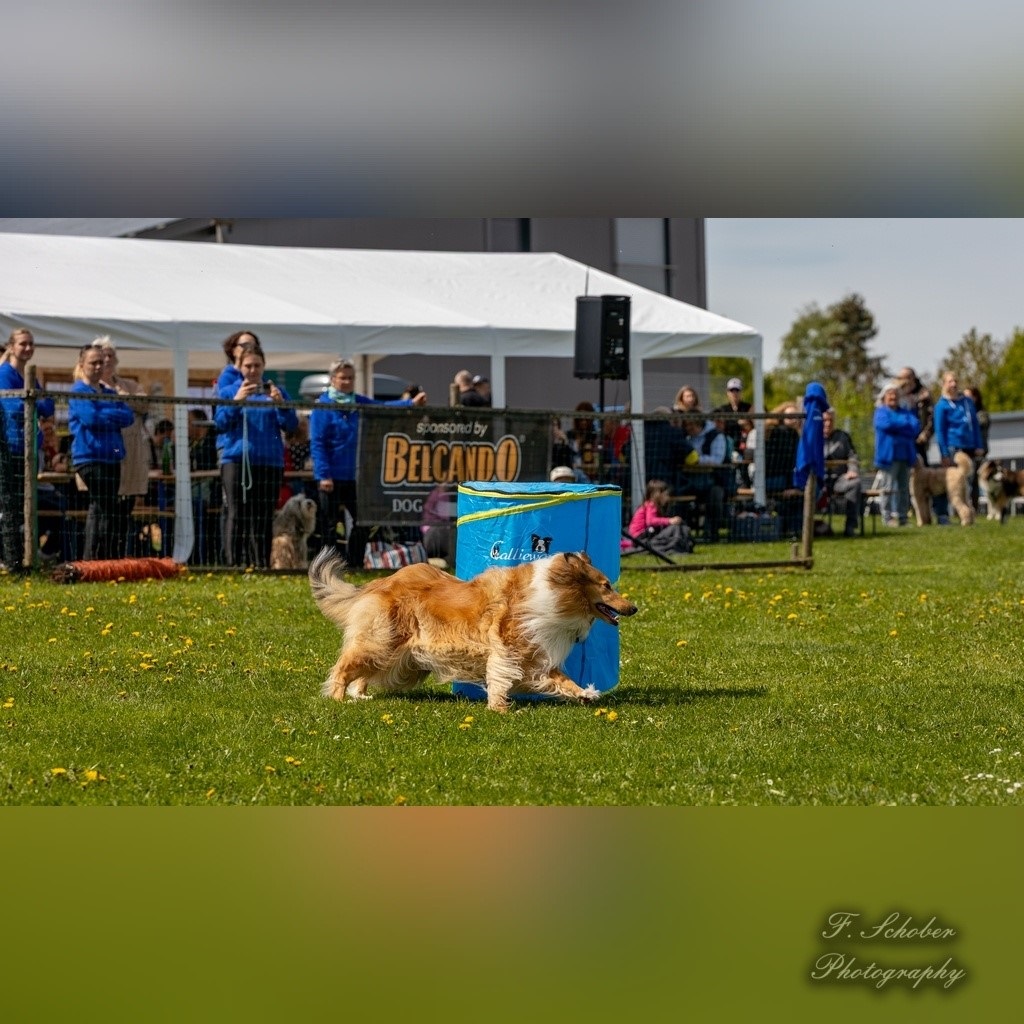 hundesporttag 13
