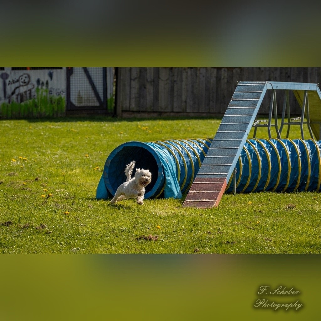 hundesporttag 14