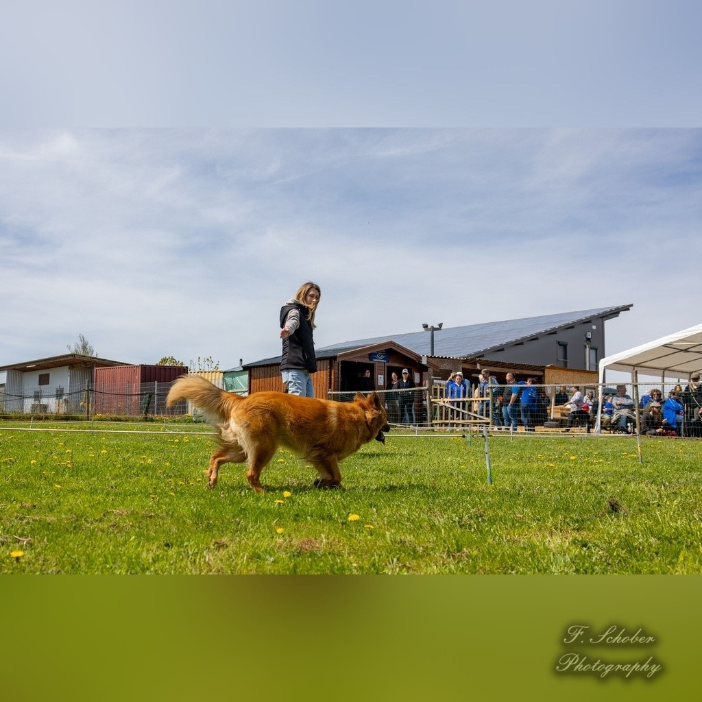 hundesporttag 4