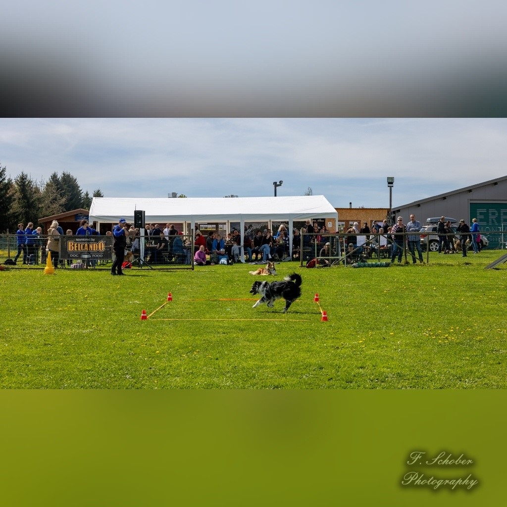 hundesporttag 6