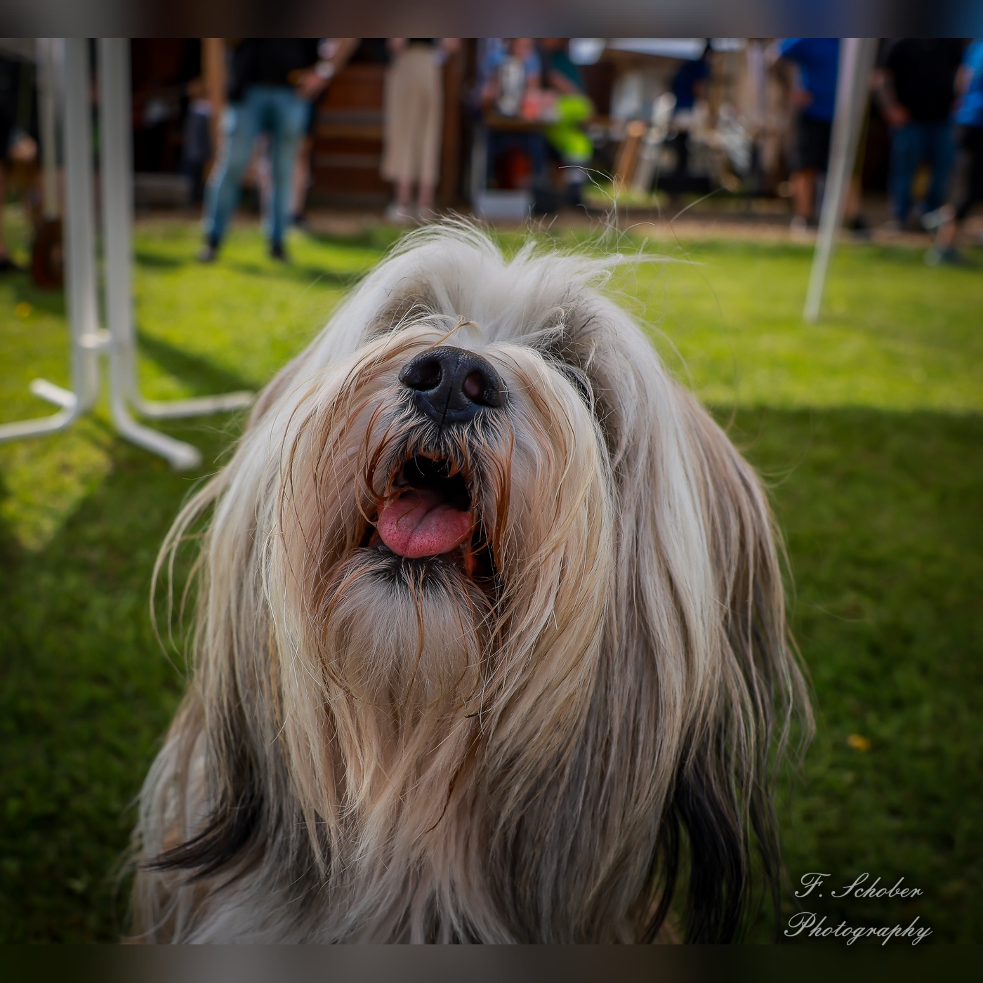 hundesporttag 7