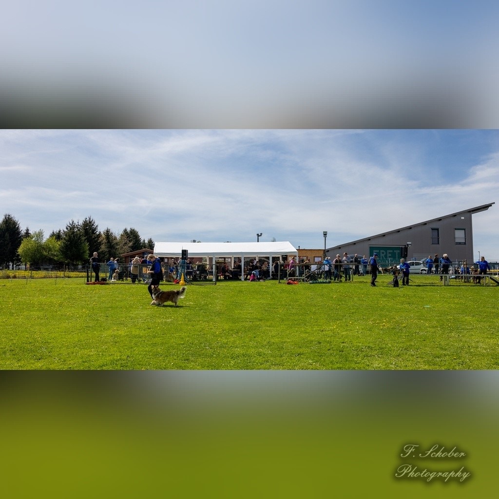 hundesporttag 7