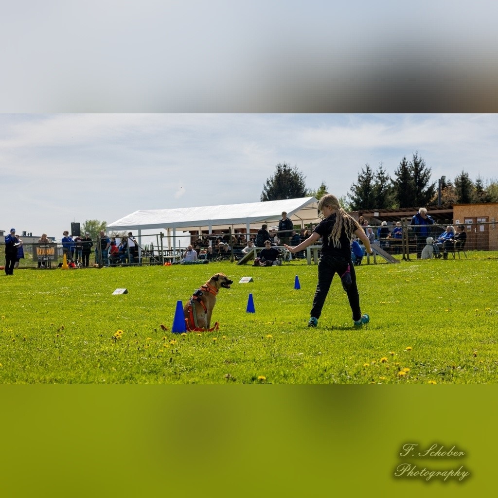 hundesporttag 9