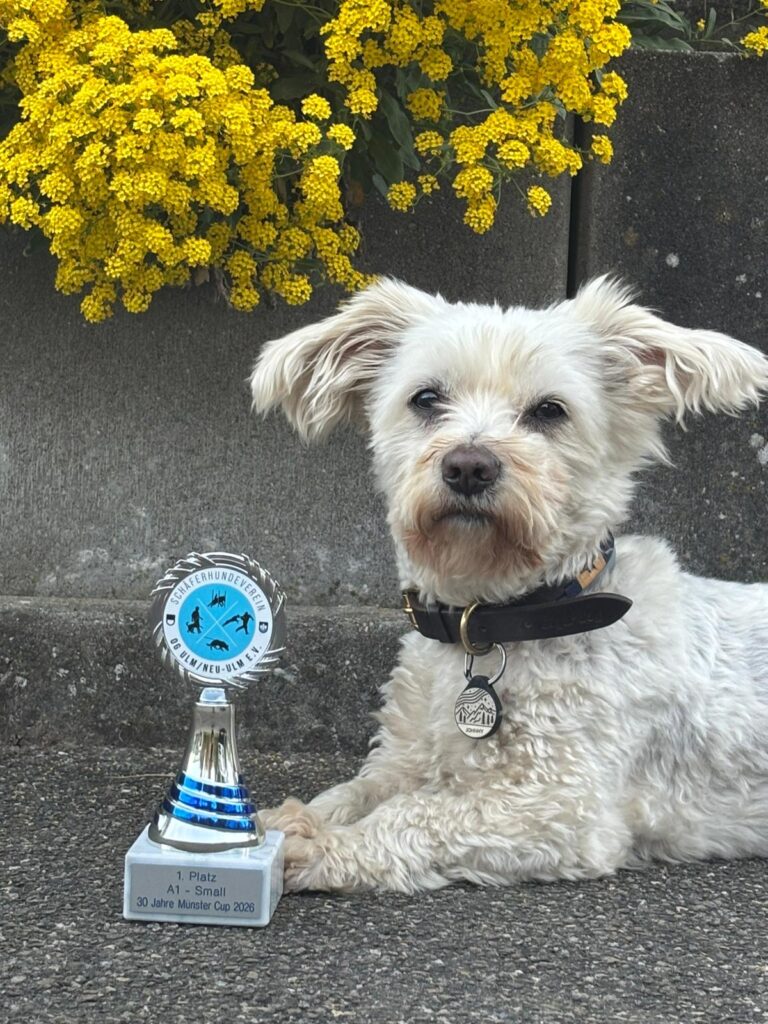 agility turnier