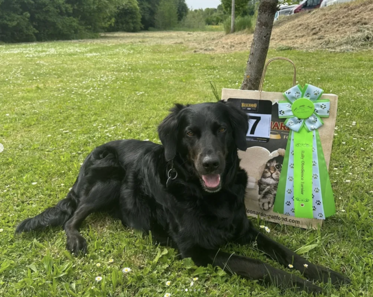 rally obedience turnier