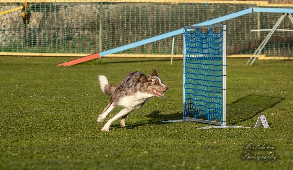 hundesporttag3