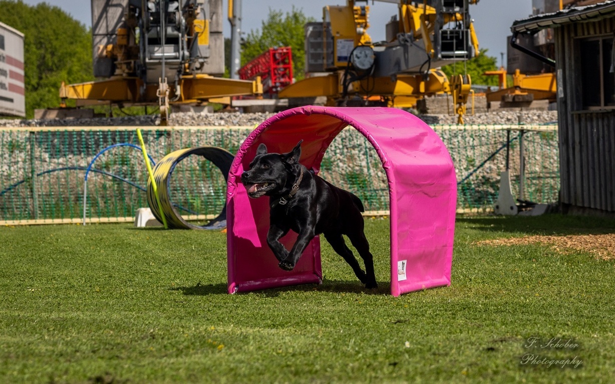 hundesporttag4