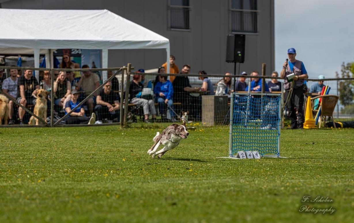 hundesporttag6