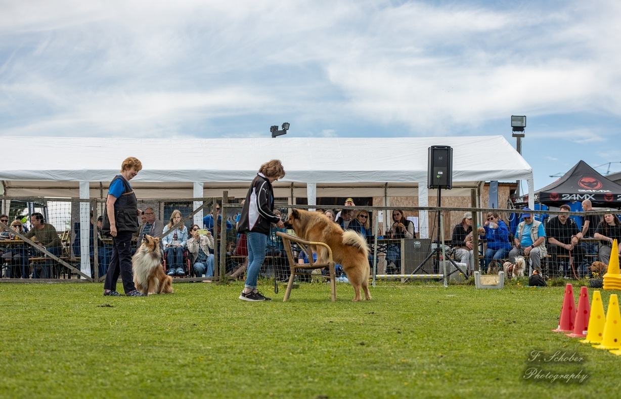 hundesporttag8