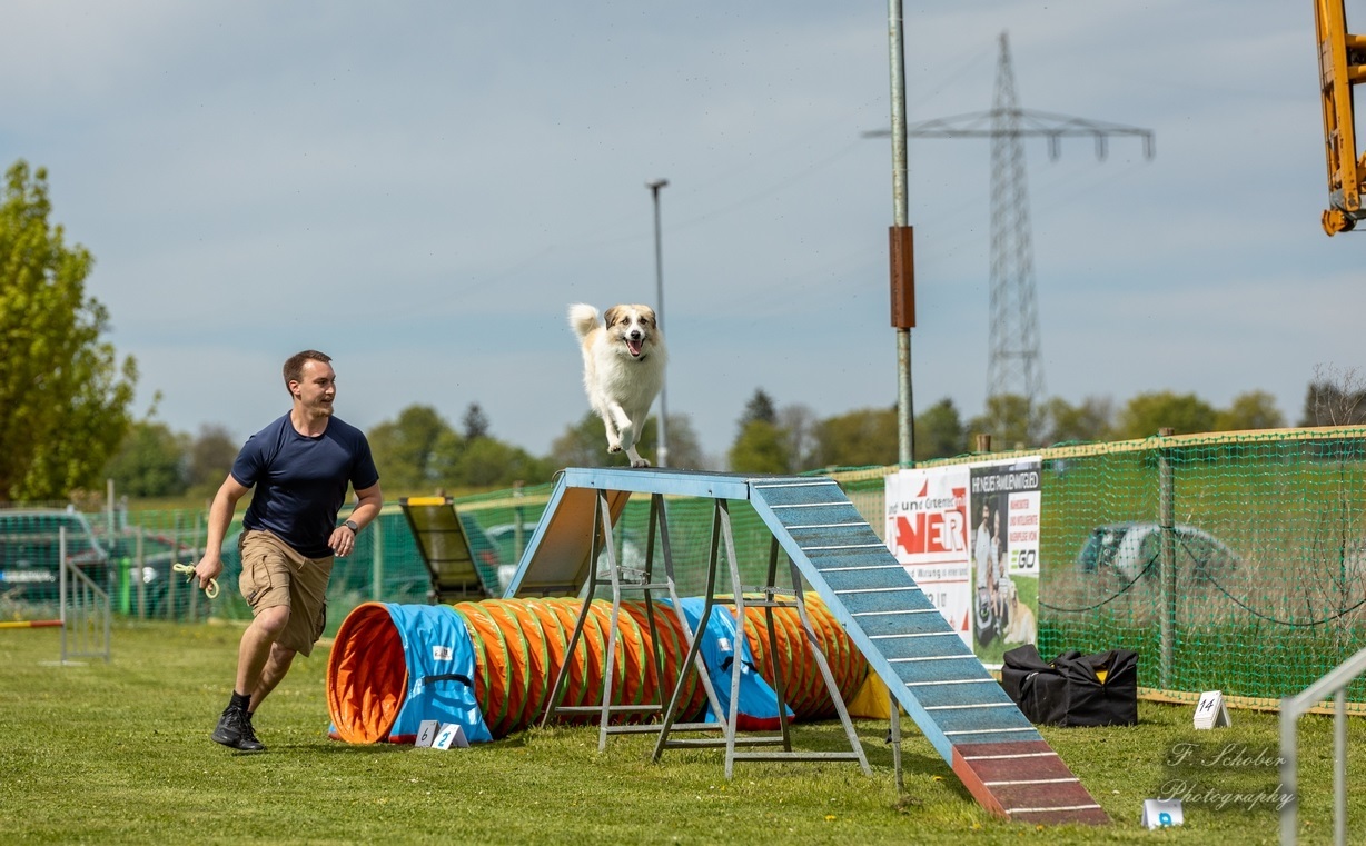 hundesporttag9